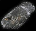Shark Coprolite (Fossil Poo) - South Carolina #24454-1